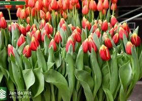 Tulipa Russia ® (2)
